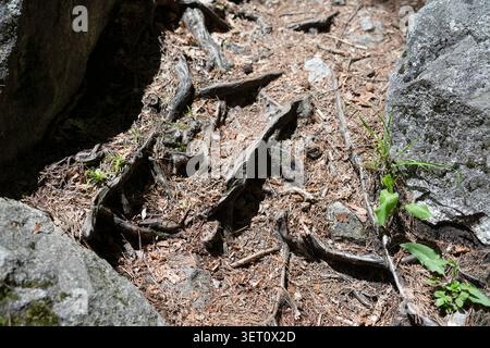 Verflochtene Baumwurzeln auf einem zerklüfteten felsigen Boden in einem Bergwald. Detaillierte Nahaufnahme alter Baumwurzeln, die den steinigen Waldboden fassen. Stockfoto
