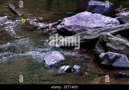 Ein kleiner Wasserfall in einem öffentlichen Park in Maryland Stockfoto
