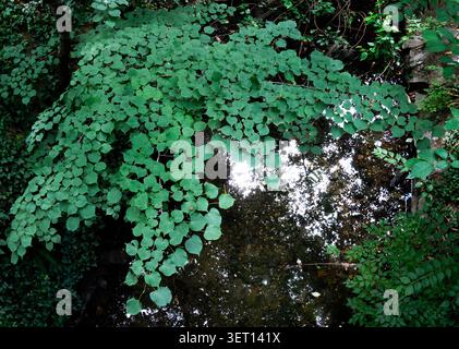 Ein kleiner Wasserfall in einem öffentlichen Park in Maryland Stockfoto