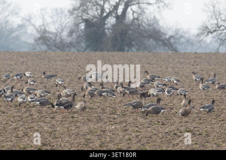 Weißfrontgans (Anser albifrons) mit einer Herde von rosafarbenen Gänsen (Anser brachyrhynchus) Norfolk Januar 2026 Stockfoto