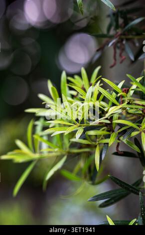 Nahaufnahme von frischen grünen Podocarpus-Blättern mit traumhaft schönen Bokeh Stockfoto