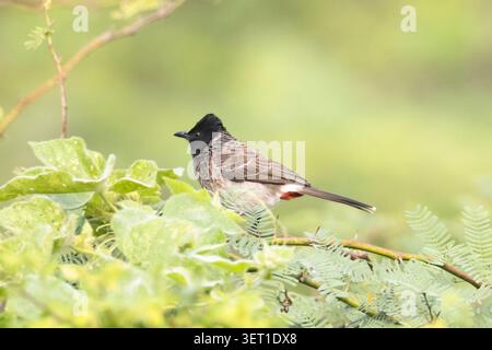 Rot belüfteter Bulbul, der auf einem Baumzweig sitzt Stockfoto
