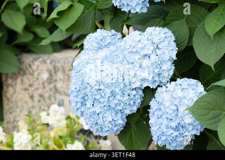 Ornamentale große blaue Hortensie Blumen in üppigem Sommergarten Stockfoto