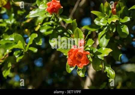 Nahaufnahme von leuchtenden roten Granatapfelblüten, die auf einem Baumzweig in einem Garten blühen Stockfoto