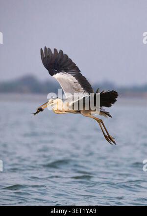 Graureiher mit frischem Fang in ruhigen Feuchtgebieten. Ein Graureiher steht in ruhigen Feuchtgewässern und hält einen frisch gefangenen Fisch im Schnabel. Stockfoto