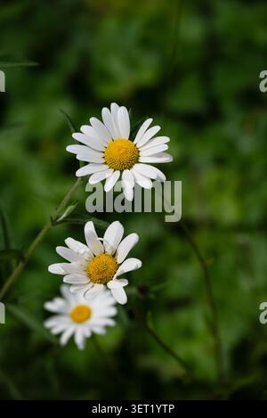 Drei weiße Gänseblümchen mit gelber Mitte auf grünen Stielen vor einem verschwommenen grünen Hintergrund. Garten. Stockfoto
