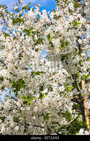 Ein Kirschblütenbaum in voller Blüte, bedeckt mit zarten rosa oder weißen Blüten und glühend mit Frühlingsfrische. Stockfoto