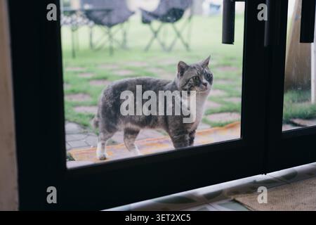 Tabby-Katze, die vor einer Glastür in einem Vorstadthinterhof steht, von einem Haus aus gesehen Stockfoto