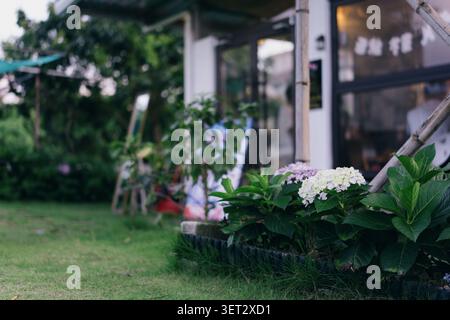 Eine ruhige Gartenszene in Hanoi, Vietnam, mit weißen und rosafarbenen Hortensien vor einem gemütlichen Stockfoto