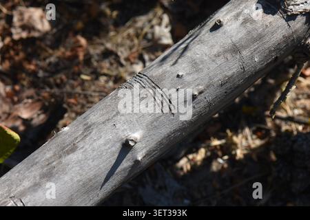 Hölzerner Holzstamm auf dem Boden im Wald, Nahaufnahme Stockfoto