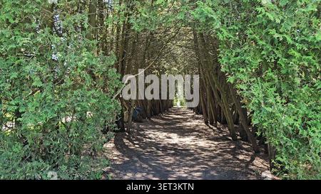 Ein Wanderweg führt durch einen Bogen, der von hohen immergrünen Bäumen in einem Park geschaffen wurde. Stockfoto