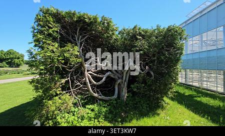 Ein knorriger, verdrehter alter Baum befindet sich auf einem gepflegten Rasen neben einem modernen Gewächshaus mit Glasfassade. Stockfoto