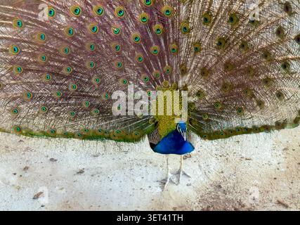 Schöner Pfau mit seinem Gefieder. Thessaloniki, Griechenland. Stockfoto