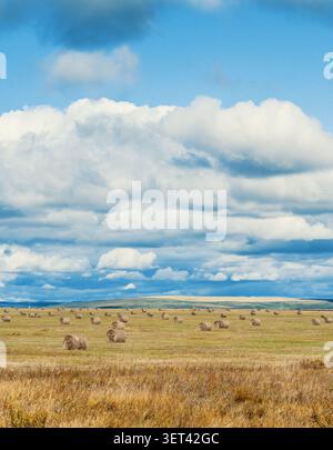 Rollende Heuballen erstrecken sich über ein goldenes Feld unter einem dramatischen Himmel in ländlichem Ackerland Stockfoto
