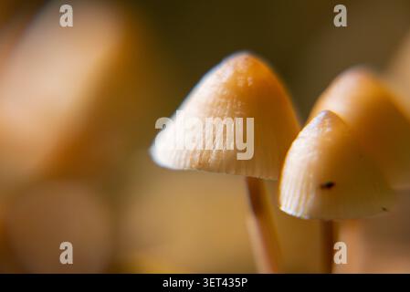 Wildwaldpilze mit weißen Toadstools inmitten der Waldvegetation. Kontrastierende Pilzarten in ihrem natürlichen Lebensraum, die zarte Texturen, bunte Kappen und organische Wachstumsmuster hervorheben. Konzept der Biodiversitätsmykologie Naturforschung und saisonales Waldleben Stockfoto