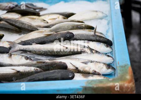 Frischer ausgewählter Fisch auf Eis auf dem Seafood Market, Nahaufnahme von Raw Marine Catch Display. Stockfoto