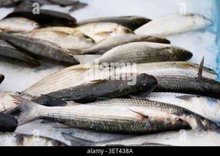 Frischer ausgewählter Fisch auf Eis auf dem Seafood Market, Nahaufnahme von Raw Marine Catch Display. Stockfoto