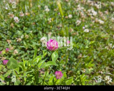 Einzelne rote Kleeblume blüht auf einer Wiese, Nahaufnahme einer rosa Trifolium pratense Blüte umgeben von grünem Gras. Stockfoto