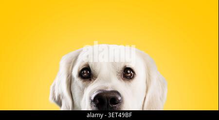Weißer Labrador-Hund Mit Glücklichem Ausdruck Vor Hellgelbem Hintergrund Stockfoto