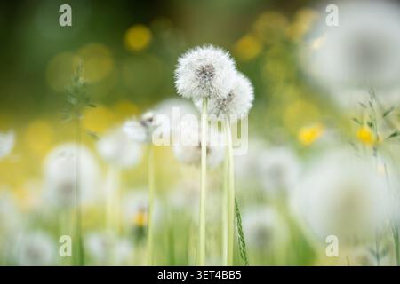 Sommerwiese mit blühenden weißen flauschigen Samenköpfen von Löwenzahnblüten (Taraxacum officinale). Stockfoto