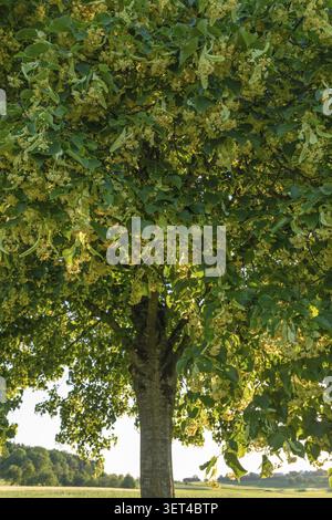 Blühende Linde mit grünen Blättern und goldenem Sonnenuntergang in der Frühlingslandschaft Baden-Württemberg Stockfoto