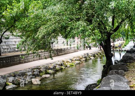 Menschen, die auf einem von Bäumen gesäumten städtischen Bachweg spazieren, beschattet von weinenden Weiden in Korea Stockfoto