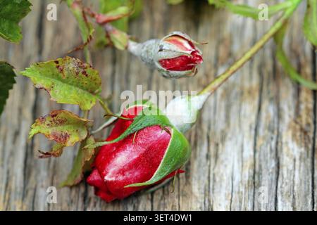 Nahaufnahme von roten Rosenknospen mit grünen Blättern. Beachten Sie jedoch den pudrigen Schimmel an den Knospen. Dadurch wird verhindert, dass sich die Blüten öffnen. Horn-Bad Meinberg Stockfoto