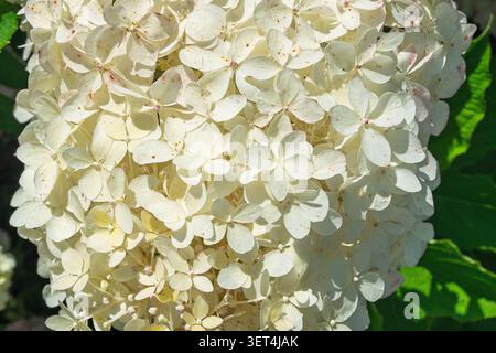 Weiße Hortensie paniculata Blume Cluster blüht während der Sommersaison in einem sonnigen Garten Stockfoto