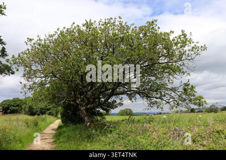 Oak Tree am Gritstone Trail in der Nähe von Lyme Park, Peak District Stockfoto