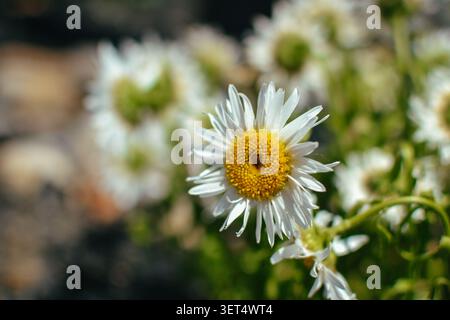 Lehigh County, Pennsylvania, USA – 19. Juni 2026: Weiße fleabane-gänseblümchenblume am Meer blüht in hellem Sonnenlicht. Stockfoto