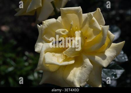 Biene auf cremefarbenen Rosenblättern Nahaufnahme Stockfoto