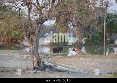 Zwei Strauße grasen auf dem grasbewachsenen Ufer eines Wasserlochs, eingerahmt von einem alten knorrigen Baum und grünen Palmen unter weichem Tageslicht im ländlichen Namibia. Stockfoto