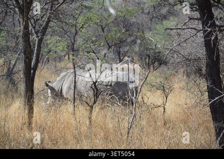 Zwei weiße Nashörner werden teilweise von trockenen, verworrenen Ästen und Baumstämmen verdeckt, während sie in einem namibischen Park im hohen Wintergras stehen. Stockfoto