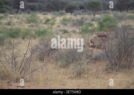 Ein afrikanischer Leopard liegt wachsam und getarnt zwischen trockenen Büschen und Felsen auf den offenen Savannenebenen eines Wildreservats im Norden Namibias. Stockfoto