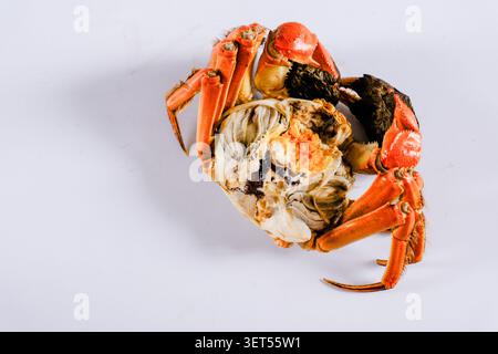 Gekochte ganze Krabbe mit geöffneter Schale, reichhaltiges Fleisch und Reh auf einem sauberen weißen Hintergrund. Bild von oben mit Meeresfrüchten und Kopierraum. Stockfoto