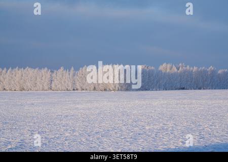 Frostbedeckte Birkenhecke über einem verschneiten Feld unter dramatischem Winterhimmel in Lettland Stockfoto