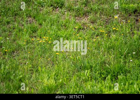 Ein dichtes Feld aus grünem Rasengras mit hellgelben Krautblüten, die Biodiversität, Botanik und Sommerökosysteme repräsentieren Stockfoto