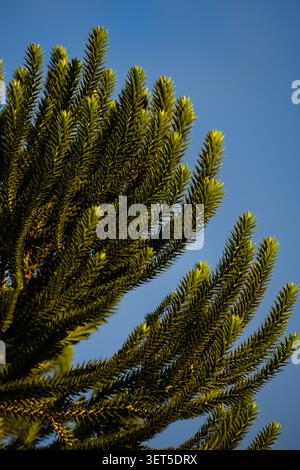 Araucaria Tree Branches gegen einen klaren blauen Himmel in Brasilien Stockfoto