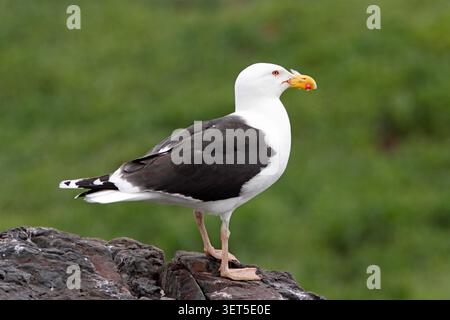 GROSSE MÖWENART MIT SCHWARZEM RÜCKEN (Larus marinus) Farne-Inseln, UK. Stockfoto