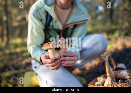 Naturliebhaberin auf Herbstpilzjagd in Kiefernwäldern Steinpilze an sonnigen Tagen. Stockfoto