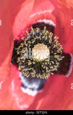 Nahaufnahme des Mohnblumen-Zentrums mit detaillierten Staubblättern Stockfoto
