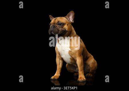 Französische Bulldogge sitzt in Frontalansicht auf schwarzem Hintergrund, Ganzkörperporträt im Studio Stockfoto