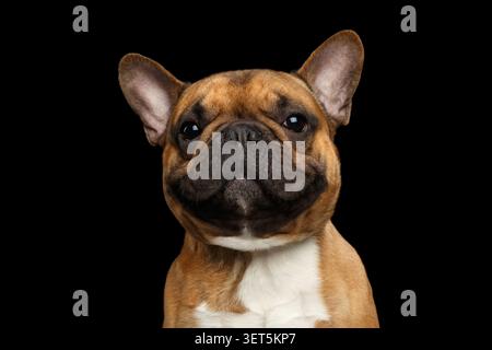 Französische Bulldogge Nahaufnahme frontales Porträt auf schwarzem Hintergrund, Studioaufnahme Stockfoto