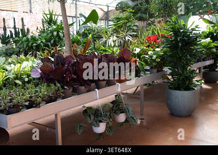 Großer Blick auf das moderne Innere des Gartenzentrums mit tropischen Zimmerpflanzen und dekorativen Laubpflanzen Stockfoto