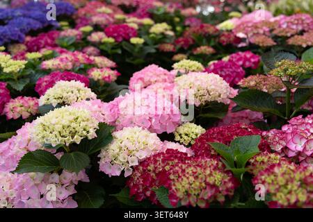 Leuchtend rosa und magentafarbene Hortensienblüten blühen in einem Gartengarten. Üppige Zierblumen bilden einen farbenfrohen floralen Hintergrund, der ideal für den Garten ist Stockfoto
