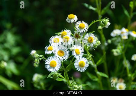 Eine Nahaufnahme von kleinen weißen, wilden Gänseblümchen, die im Sonnenlicht auf einer Sommerwiese blühen Stockfoto