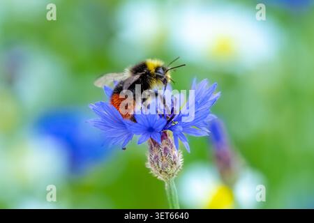 Rotschwanzhummel sammelt Nektar von einer blauen Kornblume auf der Sommerwiese Stockfoto
