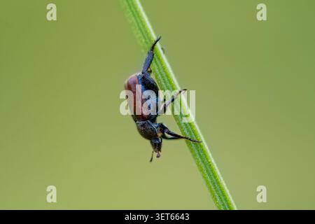 Laubkäfer klettern auf einem grünen Grasstamm in natürlicher Umgebung Stockfoto