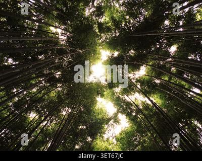 Bambusstiele bilden ein natürliches Baldachin mit Sonnenstrahlen, die durchdringen Stockfoto