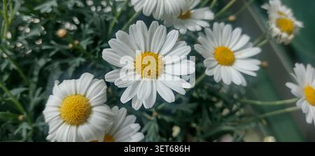 Weiße Blüten mit gelben Mittelpunkten in einem Garten an einem sonnigen Tag Stockfoto